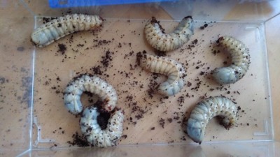 IMG_20180222_130546[1].jpg