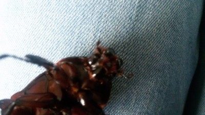 1519315851488-736991819.jpg (63.72 KiB) 4911 keer bekeken Ik heb een wat scherpere foto