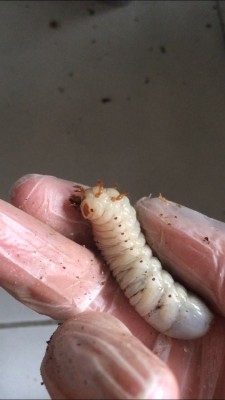 MTU larve 9gram.jpeg (40.19 KiB) 3316 keer bekeken een van de 9 gram larven