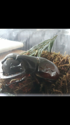 Screenshot_20180402-082636.png (294.28 KiB) 6474 keer bekeken De kevers