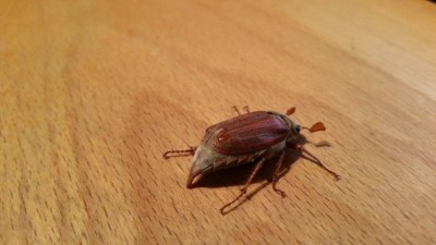 20180421_222205.jpg