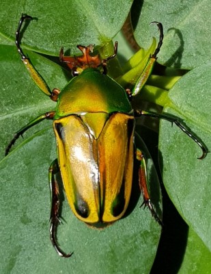 20180718_105720.jpg (110.54 KiB) 2231 keer bekeken 20180718_105720.jpg