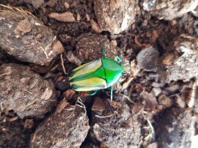 20180718_132224.jpg (123.93 KiB) 2294 keer bekeken 20180718_132224.jpg