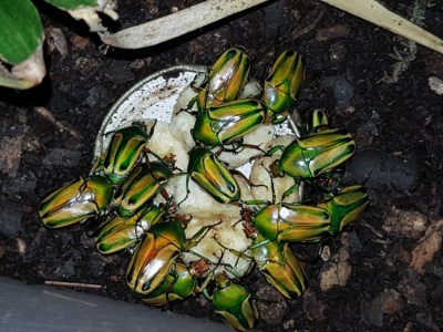 20180720_201549.jpg (125.97 KiB) 2225 keer bekeken 20180720_201549.jpg