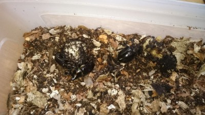 IMG-20180825-WA0097.jpeg