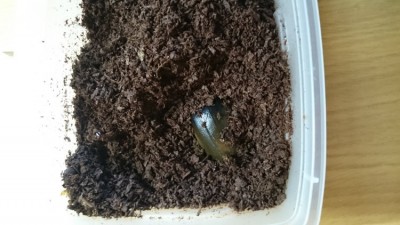IMG-20180913-WA0019.jpeg