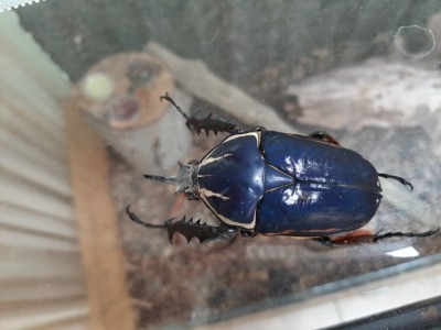 20190531_130859.jpg (135.83 KiB) 4528 keer bekeken Hij heeft een zwarte kop zoals je kunt zien...