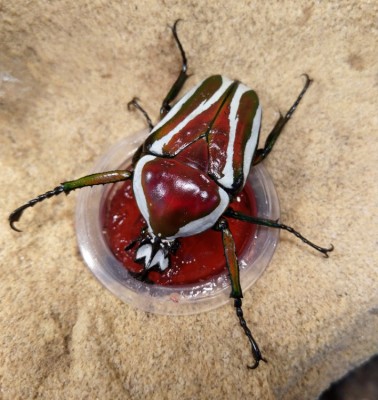 Dicronorhina derbyana layardi