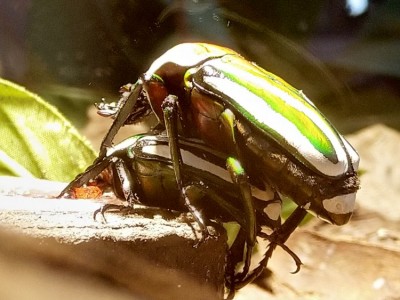 Dicronorhina derbyana.jpg