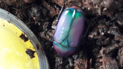 20190802_105828.jpg (82.74 KiB) 1684 keer bekeken 20190802_105828.jpg