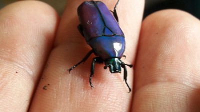 20190803_145019.jpg (71.07 KiB) 1667 keer bekeken 20190803_145019.jpg