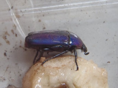 P8060004 (2).JPG (79.25 KiB) 1617 keer bekeken P8060004 (2).JPG