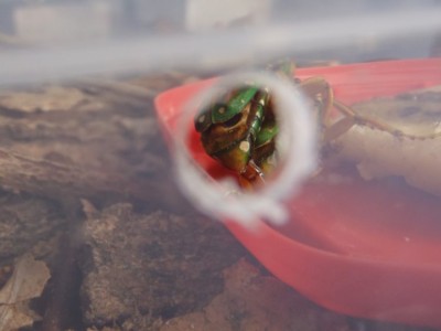 P8060001 (3).JPG (69.92 KiB) 758 keer bekeken P8060001 (3).JPG