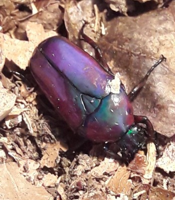 20190807_122120.jpg (114.77 KiB) 1607 keer bekeken 20190807_122120.jpg