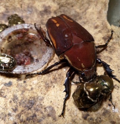 Voyeur.jpg (121.82 KiB) 1177 keer bekeken Voyeur.jpg