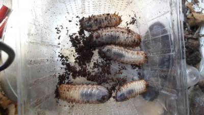 20191029_130654.jpg (109.43 KiB) 570 keer bekeken 20191029_130654.jpg