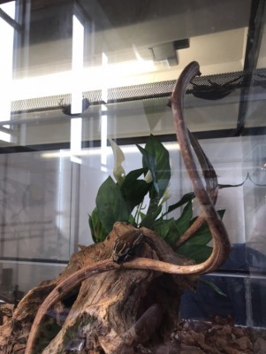 C82C2699-A8CF-4EB5-85DD-4F1499E0D3F5.jpeg (128.39 KiB) 15210 keer bekeken En een paar van mijn eigen kevers :D