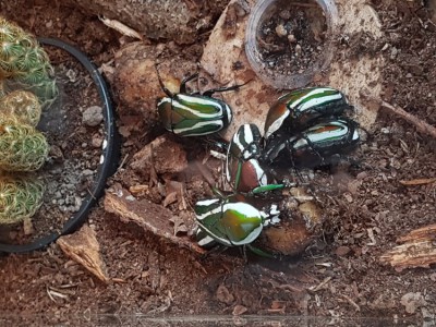 20190718_165133.jpg (204.01 KiB) 17735 keer bekeken Dicronorrhina derbyana