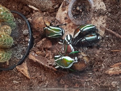 Dicronorrhina derbyana