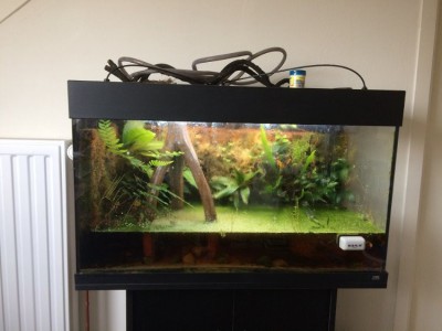 IMG_0616.JPG (69.8 KiB) 1414 keer bekeken Mijn oude paludarium: orchideeën en bromelia bovenin. Zoetwatergarnalen eronder.