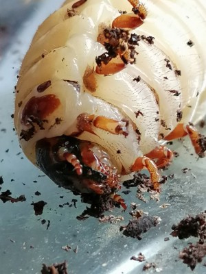 IMG_20200304_122350.jpg (139.06 KiB) 486 keer bekeken IMG_20200304_122350.jpg