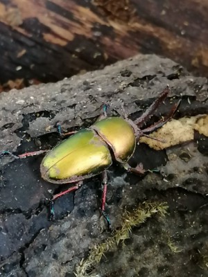 IMG_20200312_121300.jpg (142.36 KiB) 893 keer bekeken IMG_20200312_121300.jpg