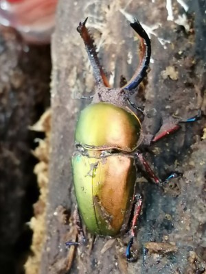 IMG_20200312_121614.jpg (119.68 KiB) 893 keer bekeken IMG_20200312_121614.jpg