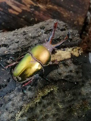 IMG_20200312_121330.jpg (139.91 KiB) 902 keer bekeken IMG_20200312_121330.jpg