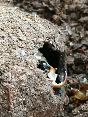 IMG_20200316_090858.jpg (167.1 KiB) 703 keer bekeken IMG_20200316_090858.jpg