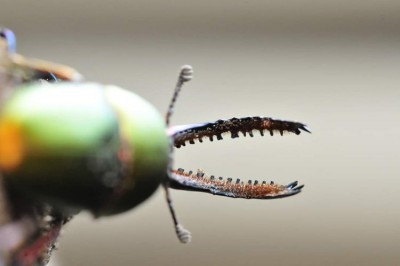 FB_IMG_1586177773872.jpg (29.53 KiB) 909 keer bekeken FB_IMG_1586177773872.jpg