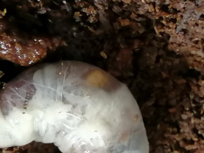 IMG_20200609_095746.jpg (85.19 KiB) 1237 keer bekeken Female