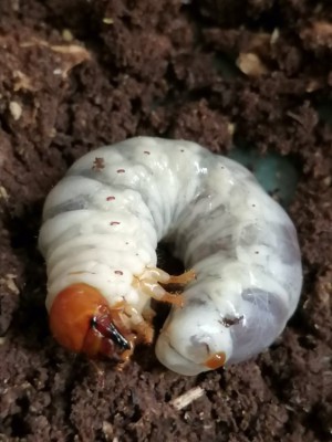 IMG_20200706_115747.jpg (100.69 KiB) 991 keer bekeken IMG_20200706_115747.jpg