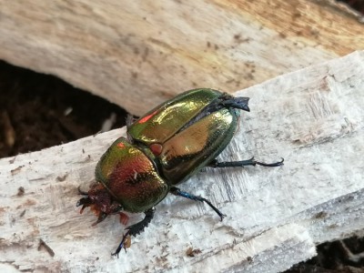 Lamprima adolphinae klein maar fijn