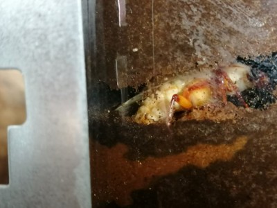 IMG_20200714_141821.jpg (99.64 KiB) 1826 keer bekeken IMG_20200714_141821.jpg