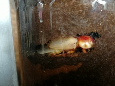 IMG_20200714_141854.jpg (94.6 KiB) 1826 keer bekeken IMG_20200714_141854.jpg