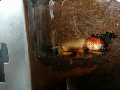 IMG_20200714_141953.jpg (91.65 KiB) 1826 keer bekeken IMG_20200714_141953.jpg