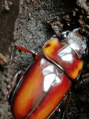 IMG_20200722_102552.jpg (136.46 KiB) 1796 keer bekeken IMG_20200722_102552.jpg