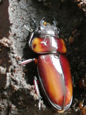 IMG_20200722_102619.jpg (118.08 KiB) 1796 keer bekeken IMG_20200722_102619.jpg