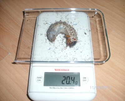 BILD0106.JPG