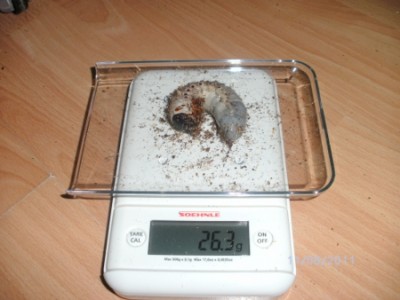 BILD0108.JPG