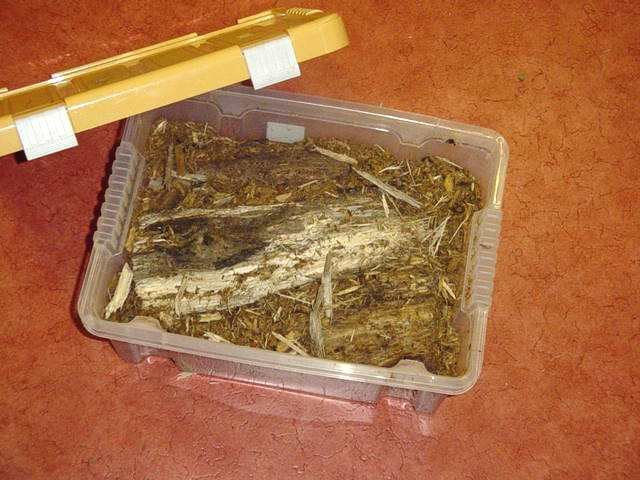 curverbak met grote rotte stammen en rest van de ruimte gevuld met los rot hout