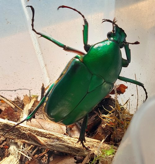 Dicronorhina micans vrouwtje 2025.jpg