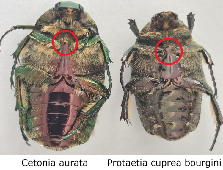 Cetonia vs Protaetia onderkant.png