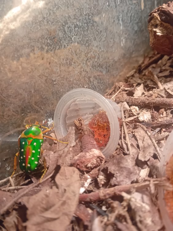 Stephanorrhina Guttata