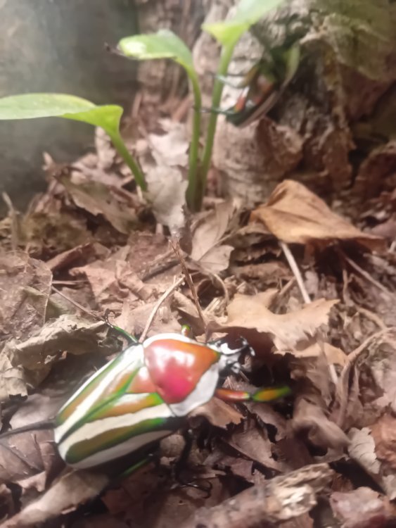Dicronorhina derbyana