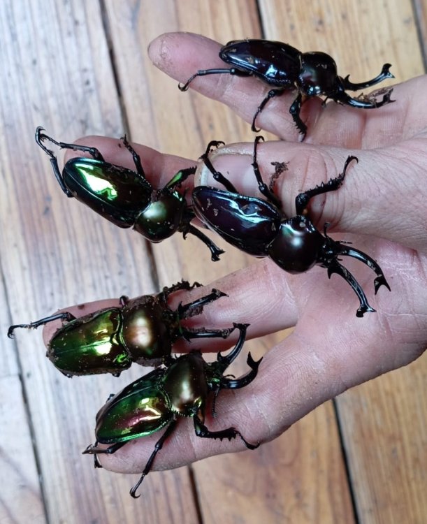 Zdjęcie WhatsApp 2025-11-16 o 13.33.31_e29ec0a1.jpg