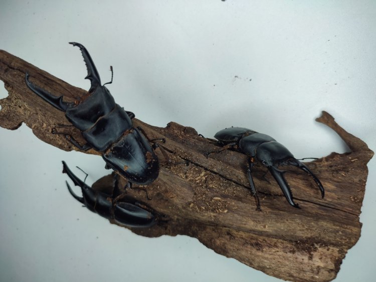 Dorcus titanus castanicolor.jpg