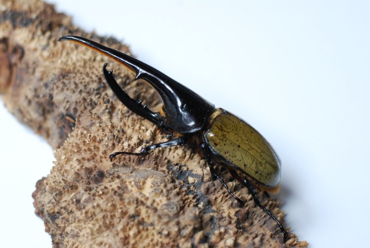 Dynastes hercules hercules.JPG