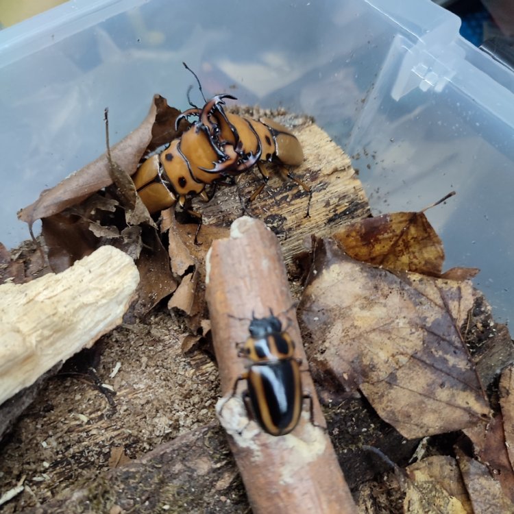 Homoderus mellyi.jpg