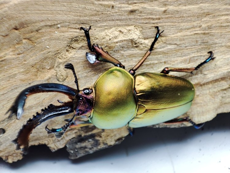 Lamprima adolphinae.jpg